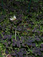 Helt underbara blad kommer bli en stor hit till v�ren har redan bokat hos odlaren och �r leverans klar vecka 20 v�ren 2009