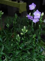 Denna trevliga Campanula som man ocks� har kallats f�r orchide Campanula.
�r klar vecka 12-13 2009