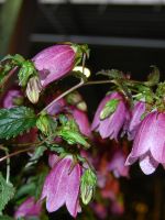 Denna mycket t�liga Campanula kommer ett litet parti nu iv�r. En mycket t�lig sort som t�ler ner till 12minus. Denna Campanula ska ocks� lanseras tillsammans med h�st sortimentet