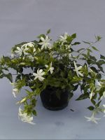 Har kaprifol liknande doft. Blommor augusti-november. T�ler inte att torkas ut. ljus placering t�l vara utomhus p� sommaren.