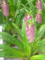 Denna lite giftiga v�x h�rstammar fr�n Sydafrika. Kallas ocks� f�r Annanaslilja. Tillh�r Hyacint sl�ktet.
Blomman st�r v�ldigt l�nge men bleknar i f�rger efter 1 m�nads tid. Trivs i soligt l�ge. Trivs j�tte bra att vara ute under sommaren.