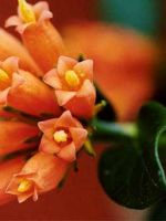 Denna Sydafrikanska v�xt har en stark doft av Granat�pple, ger frukt p� sen h�st. Blommar fr�n tidig v�r till sommaren. Trivs ute i soligt l�ge n�r frosten �r slut. Kan placeras inomhus i ljust f�nster.
