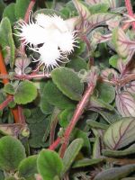 Sl�kting med Episcian
