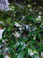 Mycket h�llbar blommor mars-april. Mycket stark trevlig doft. J�tte trevlig att ha till spalje. T�ler -8-10grader