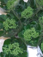 Denna nya t�liga sort kommer inte med n�gra blommor finns bara de sm� knopparna i gr�nt och stannar d�r. Den kommer komma ut p� marknaden i November 2009