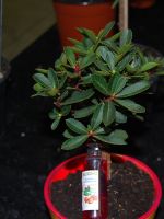Denna lilla s�ta t�liga v�xt n�r den blir stor d� f�r den sm� r�da frukter som liknar jordgubbar som man g�r lik�r p�. Klar ca vecka 13. 2009