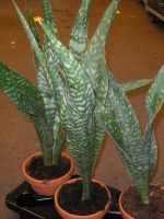 Denna st�r i en 18cm kruka
